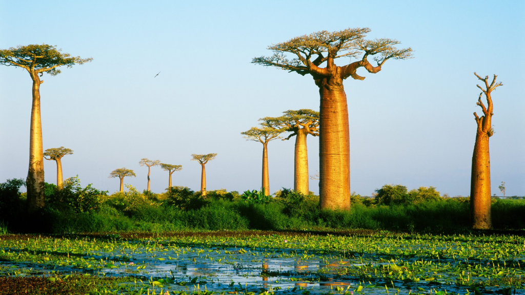 Wisata Madagascar
